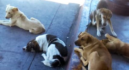 Perros callejeros, un problema de salud en Empalme; hay 18 mil en la ciudad y el valle  