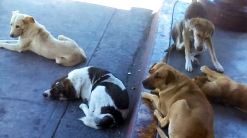 Perros callejeros, un problema de salud en Empalme; hay 18 mil en la ciudad y el valle  