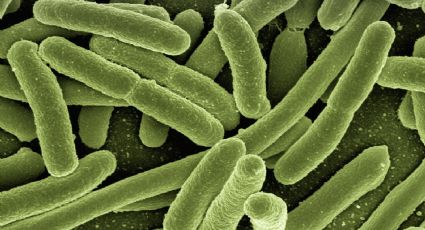 Bacteria carnívora afecta a 64 personas en EU; descubre sus síntomas y si llegaría a México