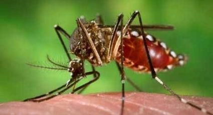 Alerta en Sonora: En un mes, Cajeme sorprende al rebasar los 200 casos de dengue