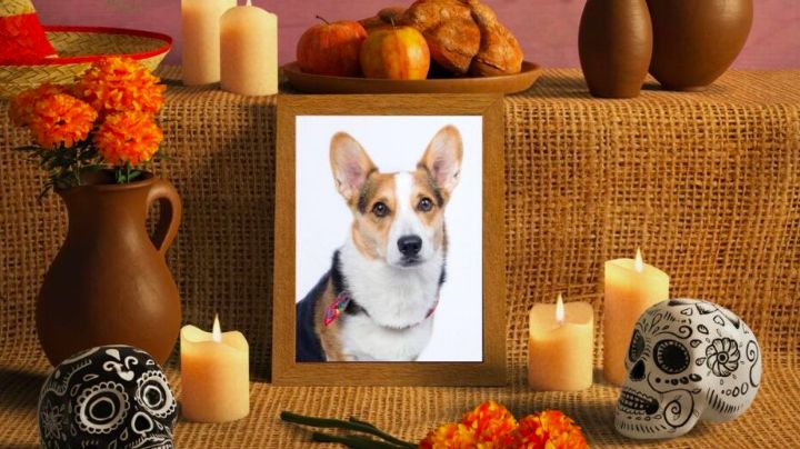 Todavía estas a tiempo: Esto debe llevar la ofrenda dedicada a los 'lomitos' y 'michis' difuntos