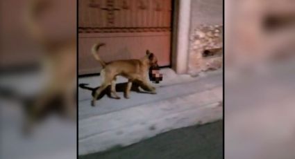 VIDEO muestra a canino robar cabeza humana abandonada junto a 'narcomensaje'; FGE la recupera