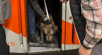 'Perrito' cae a las vías del Metro y tras recibir algunas descargas eléctricas, logran rescatarlo