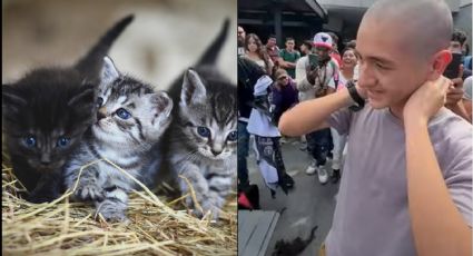 (VIDEO) De no creerse: Joven se rapa hasta las cejas para ayudar a una familia de ocho gatos