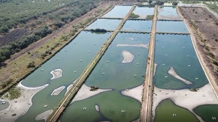 Cajeme: Durante años, Solaqua no trató el agua residual, afirma Oomapas