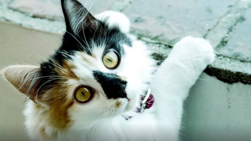 Regresa la Expo Vive gatito 2022 a la CDMX: Un paraíso para los michis de la capital