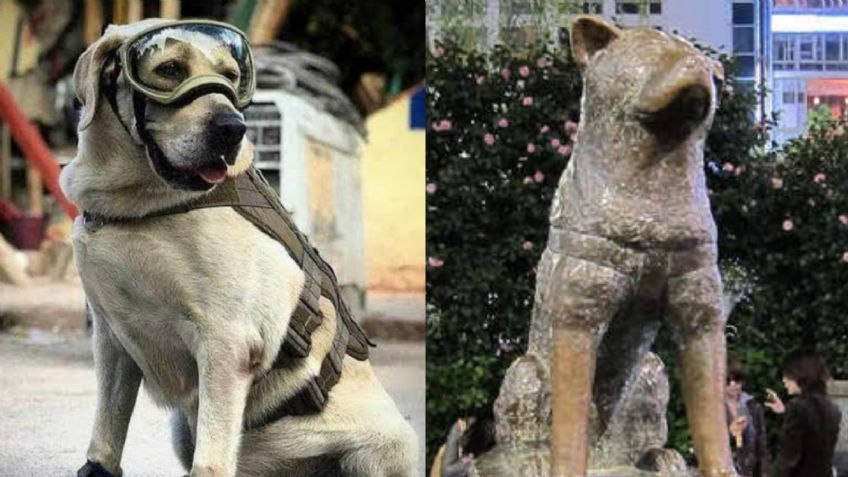 (FOTO) Al estilo 'Hachiko': Semar reconoce a la rescatista 'Frida' con su propia estatua; así luce