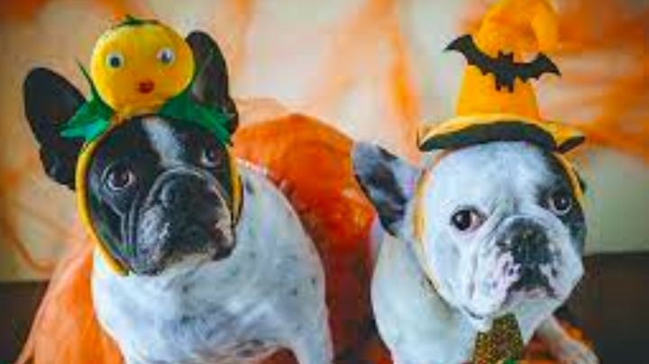 Prepara el disfraz: Este punto de CDMX tendrá una 'Marcha Zombie' solo para mascotas