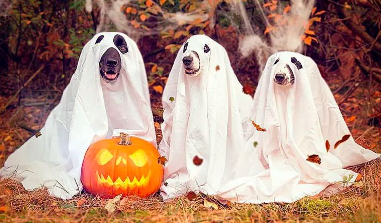 Mascotas disfrazadas 