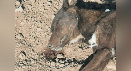 Grupo animalista denuncia casos de envenenamiento de perros en Navojoa