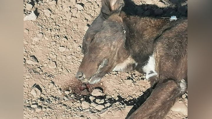 Grupo animalista denuncia casos de envenenamiento de perros en Navojoa