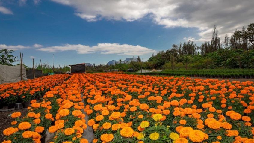 Las flores de Cempasúchil están listas para regresar a la Ciudad de México