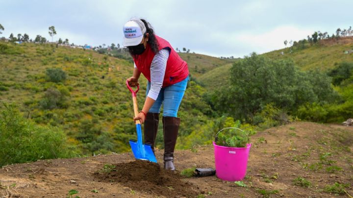 El Edomex sigue con su plan de reforestación y plantan 3 mil árboles en La Paz