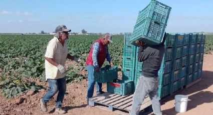 30 mil jornaleros se emplearán en las cosechas del valle de Guaymas-Empalme