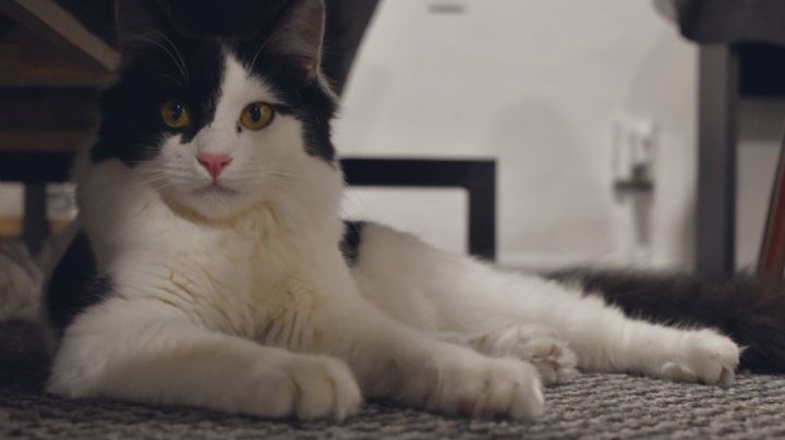 Así puedes registrar a tus mascotas en la CDMX; Tendrán su propia identificación