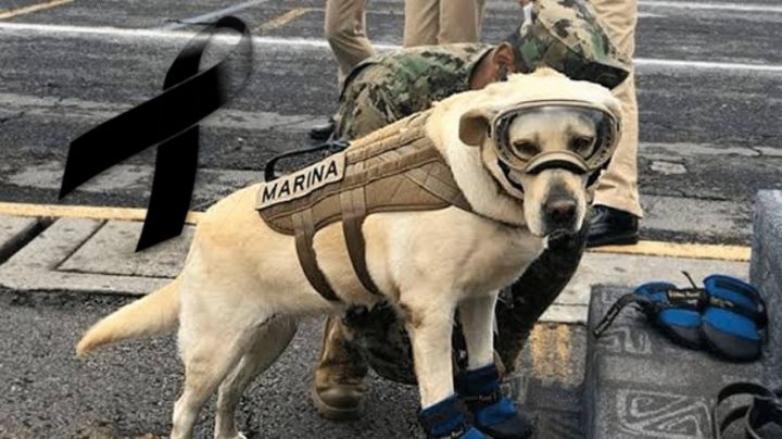 "Vivirás en nuestros corazones": Semar confirma la muerte de 'Frida', rescatista del 19S