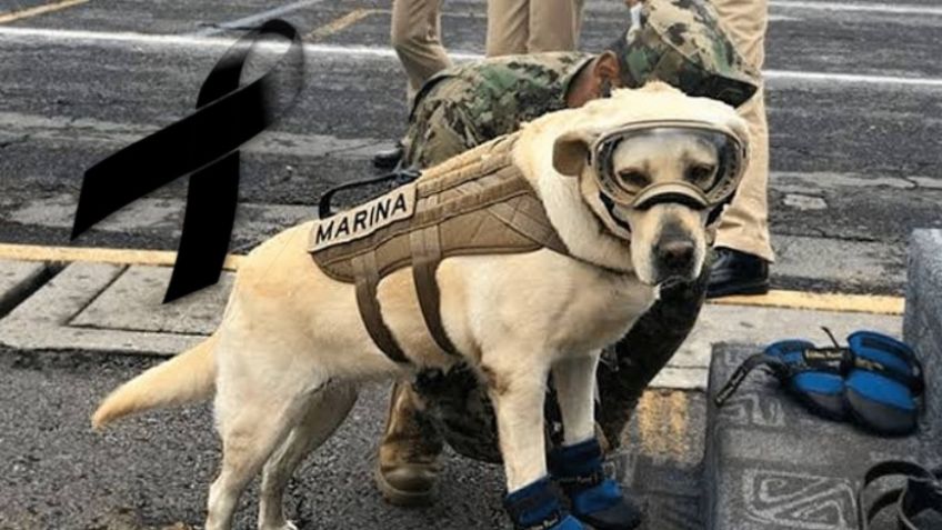 "Vivirás en nuestros corazones": Semar confirma la muerte de 'Frida', rescatista del 19S