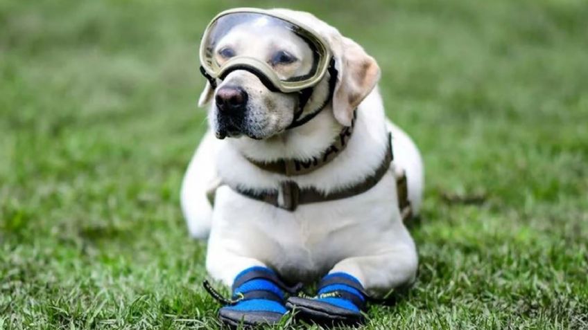 La Armada de México le da el último adiós a 'Frida', la perrita rescatista que salvó a 12 personas