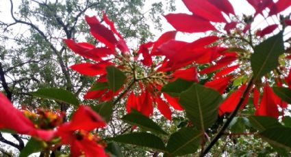 En estos sitios puedes encontrar flores de Nochebuena en la Ciudad de México