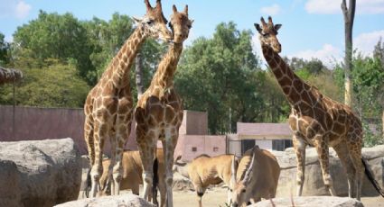 No todo es Qatar 2022 El Zoológico de San Juan de Aragón cumple 58 años de historia