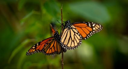 ¡Atención! Ya se pueden visitar a las mariposas monarca en Edomex; Abren santuarios