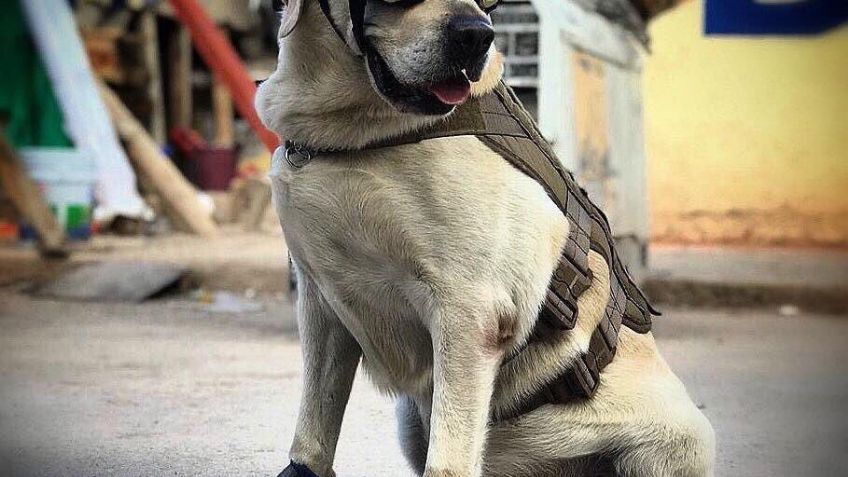 ¡Hasta siempre Frida! Con ceremonia la Marina despide a la heroica perrita rescatista