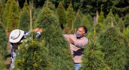 En estos sitios puedes encontrar tu Árbol de Navidad en Edomex; El primer productor del país