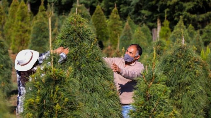 En estos sitios puedes encontrar tu Árbol de Navidad en Edomex; El primer productor del país