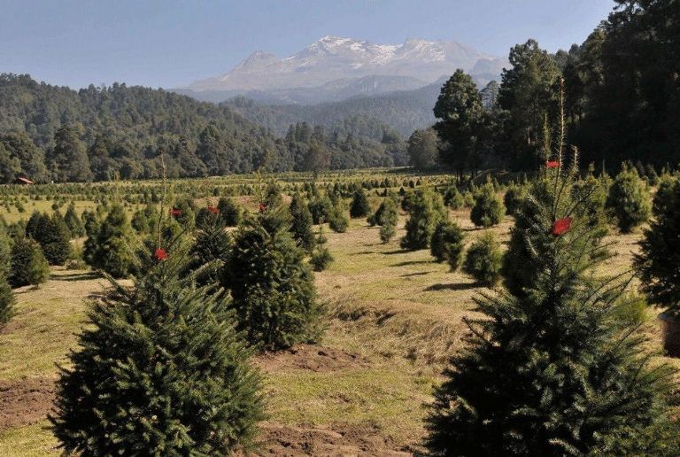 Árboles de Navidad en Edomex