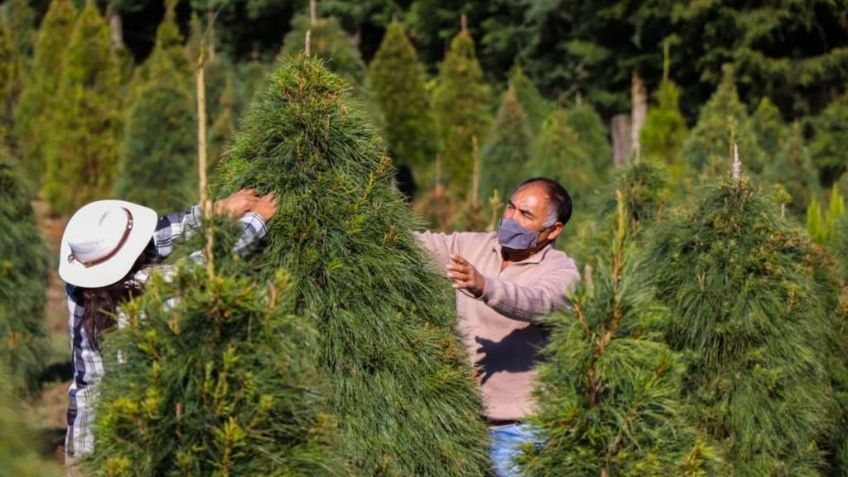 En estos sitios puedes encontrar tu Árbol de Navidad en Edomex; El primer productor del país