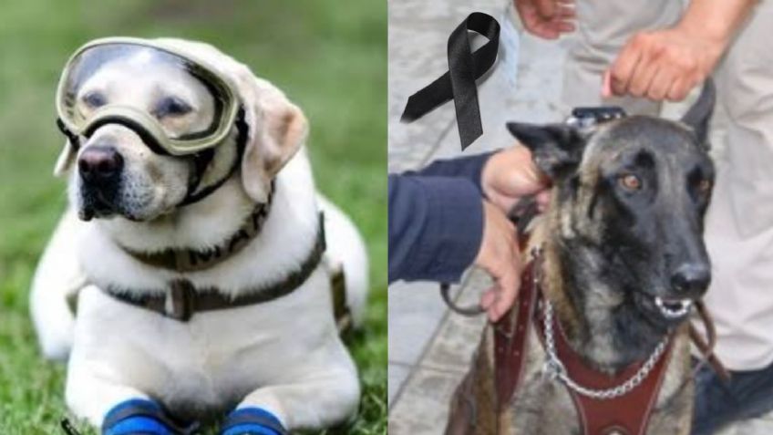 Tras la muerte de 'Frida', reportan el deceso de 'Laika', otro elemento de rescate del 19S