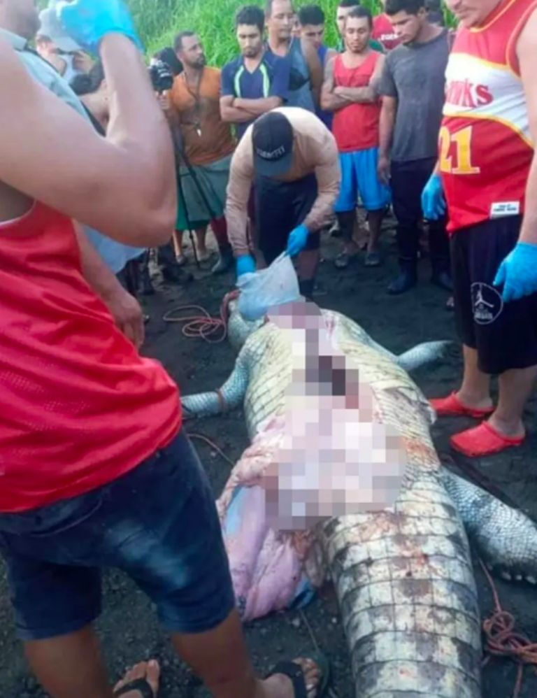 Cocodrilo asesinado 