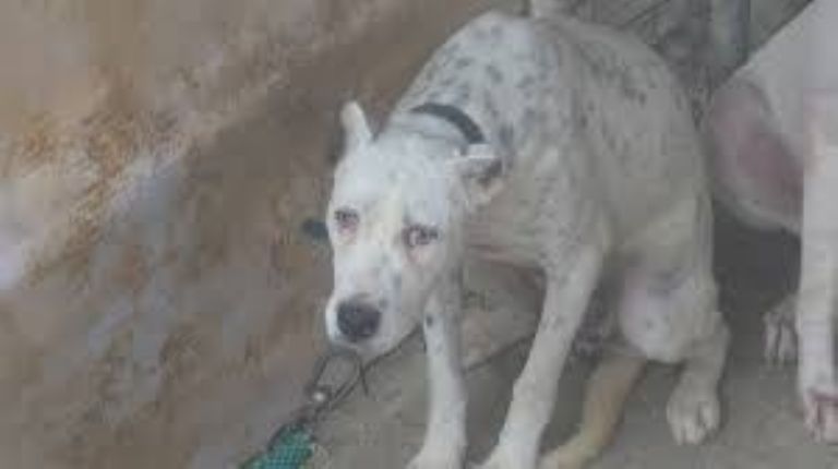 Animales callejeros en Sonora, el problema de Salud Pública que aún no es atendido. Foto: Internet