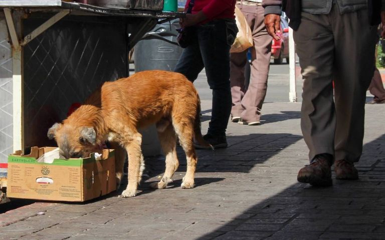 El número de esterilizaciones en Sonora ha disminuido. Foto: Internet
