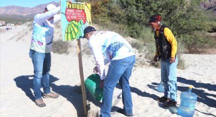 Colocan letreros para proteger zonas de anidación de tortugas en playas de San Carlos, Nuevo Guaymas