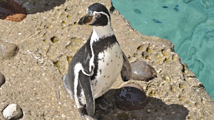 Zoológicos de la Ciudad de México firman convenio con Japón para conservar especies