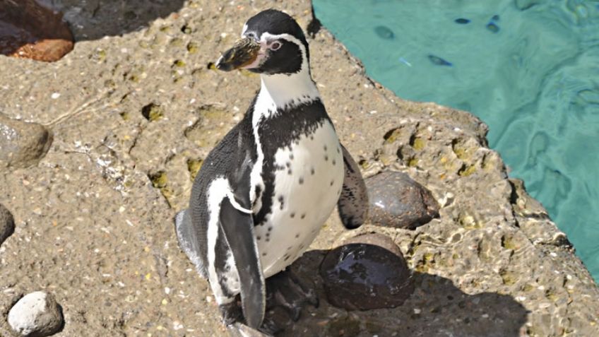 Zoológicos de la Ciudad de México firman convenio con Japón para conservar especies