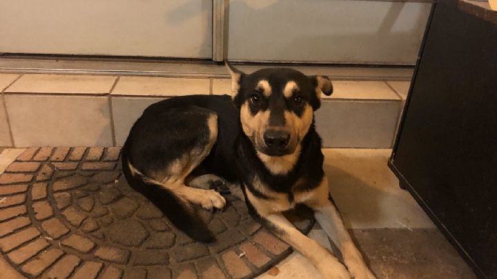 ¡Toma Nota!:  Así puedes proteger a tus mascotas del ruido de la pirotecnia