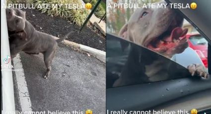 VIDEO: Perro ataca a una mujer dentro de su auto; no logró alcanzarla, pero destruyó el carro