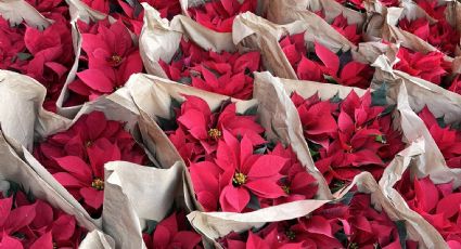 Floricultores de Xochimilco exigen al Gobierno de la CDMX la compra de 180 mil nochebuenas