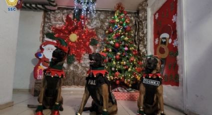 Perritos rescatistas se visten de Santa Claus para fiestas navideñas en la CDMX