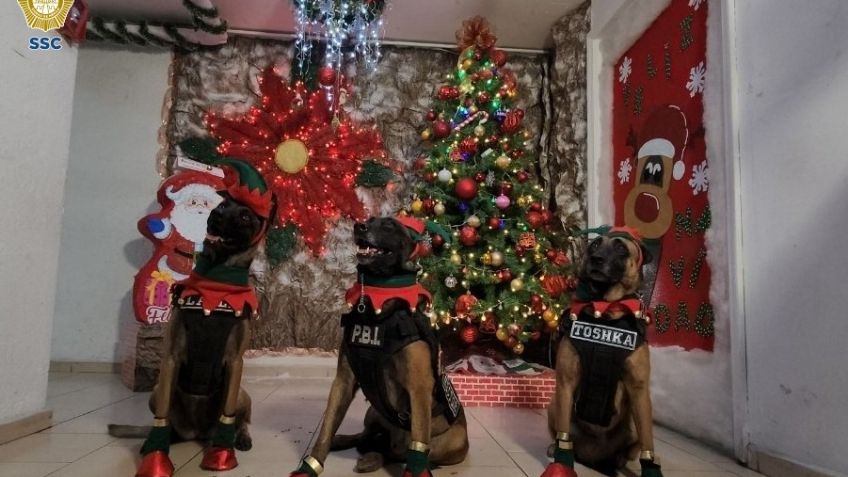 Perritos rescatistas se visten de Santa Claus para fiestas navideñas en la CDMX