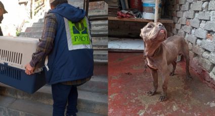 Conoce a 'Zeus', el perrito que hallaron encadenado en una azotea y desnutrido en la CDMX