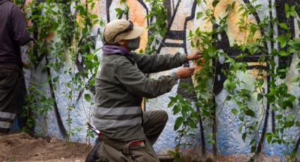 Bardas Vivas: La alternativa de la Ciudad de México para proteger el ambiente