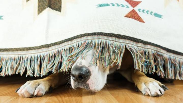 ¡Piensa en los perritos! Evita el uso de pirotecnia esta navidad y protege a las mascotas