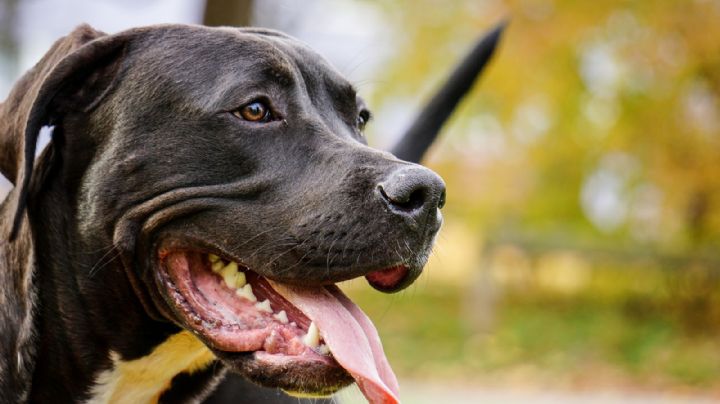FOTO: Perro se roba el corazón de miles al rescatar a su dueño de una incomoda situación