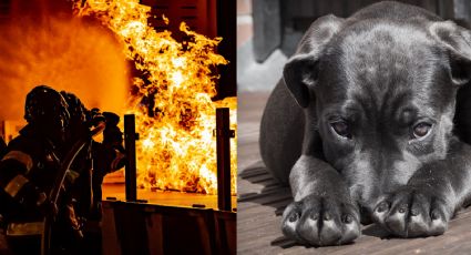 De no creer: Incendio en una casa fue ocasionado por un perro; esto sucedió