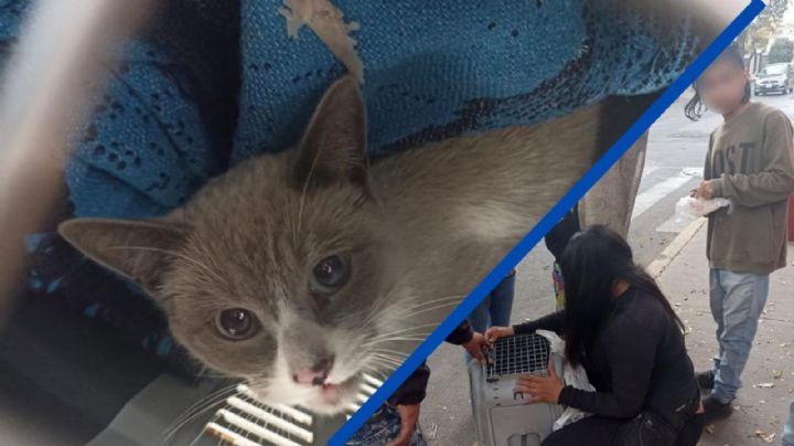 ¡Como de película! Rescatan a gatito de un árbol en la Venustiano Carranza