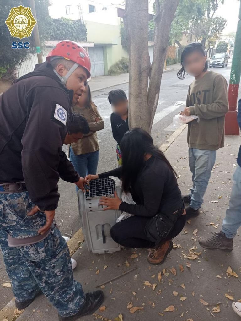 Rescate de Gatito en CDMX