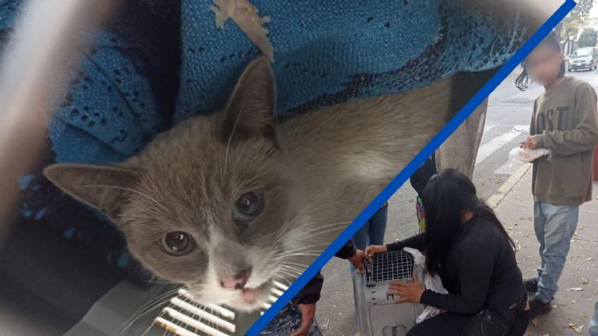 ¡Como de película! Rescatan a gatito de un árbol en la Venustiano Carranza